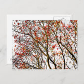 Rode lijsterbes vruchten of essenbessen briefkaart (Voorkant / Achterkant)