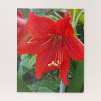 Rode Lilly Bloempuzzel Legpuzzel