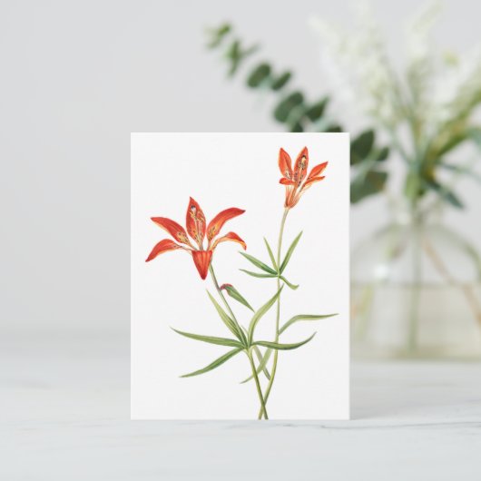 Rode Lily-bloemen -  Botanisch KunstBriefkaart Briefkaart (Staand voorkant)