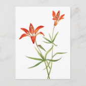 Rode Lily-bloemen -  Botanisch KunstBriefkaart Briefkaart (Voorkant)
