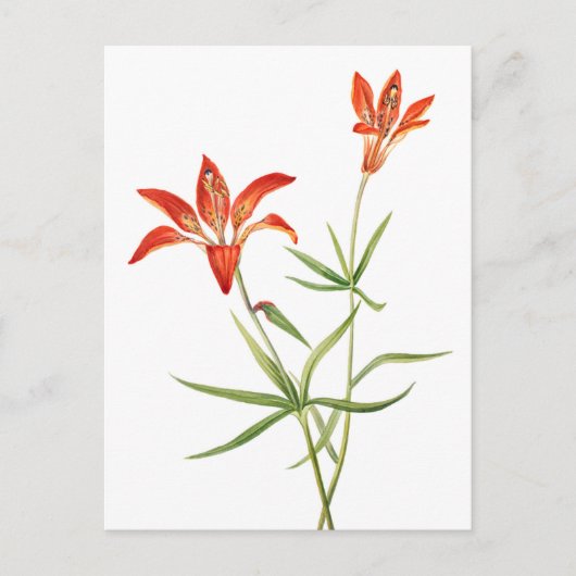 Rode Lily-bloemen -  Botanisch KunstBriefkaart Briefkaart (Voorkant)