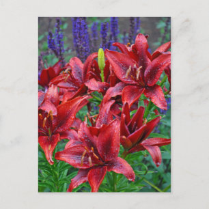 Rode lippenbloemen briefkaart