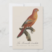 Rode Lori of Eos Bornea, Trichoglossus borneus Bedankkaart (Voorkant)