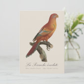 Rode Lori of Eos Bornea, Trichoglossus borneus Bedankkaart (Staand voorkant)