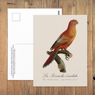 Rode Lori of Eos Bornea, Trichoglossus borneus Briefkaart