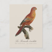 Rode Lori of Eos Bornea, Trichoglossus borneus Briefkaart (Voorkant)