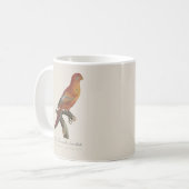 Rode Lori of Eos Bornea, Trichoglossus borneus Koffiemok (Voorkant links)