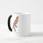 Rode Lori of Eos Bornea, Trichoglossus borneus Magische Mok (Voorkant links)