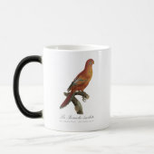 Rode Lori of Eos Bornea, Trichoglossus borneus Magische Mok (Links)