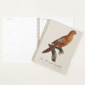 Rode Lori of Eos Bornea, Trichoglossus borneus Planner (Display)