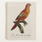 Rode Lori of Eos Bornea, Trichoglossus borneus Planner (Voorkant)