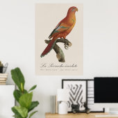 Rode Lori of Eos Bornea, Trichoglossus borneus Poster (Thuiskantoor)