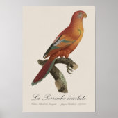 Rode Lori of Eos Bornea, Trichoglossus borneus Poster (Voorkant)