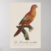Rode Lori of Eos Bornea, Trichoglossus borneus Poster (Voorkant)