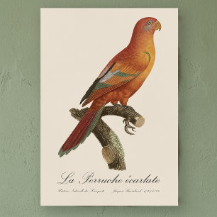 Rode Lori of Eos Bornea, Trichoglossus borneus Poster