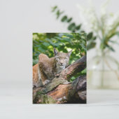 Rode Lynx in Oerwoud Briefkaart (Staand voorkant)