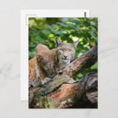 Rode Lynx in Oerwoud Briefkaart (Voorkant / Achterkant)