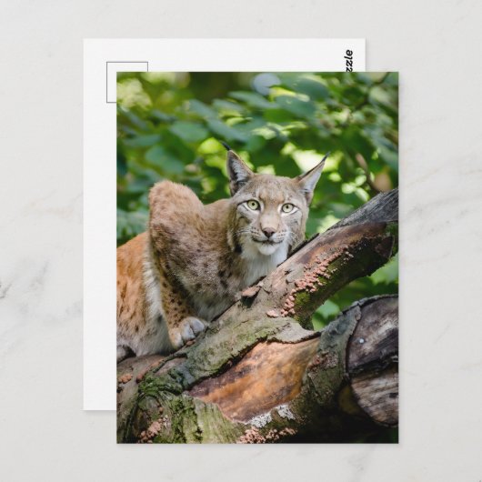 Rode Lynx in Oerwoud Briefkaart (Voorkant / Achterkant)