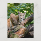 Rode Lynx in Oerwoud Briefkaart (Voorkant)