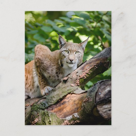 Rode Lynx in Oerwoud Briefkaart (Voorkant)