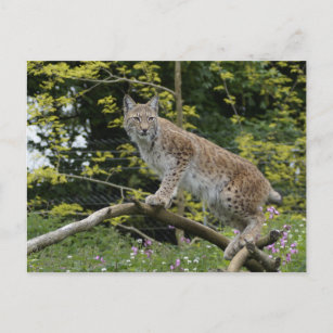 Rode lynx op een boomtak briefkaart