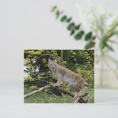 Rode lynx op een boomtak briefkaart (Staand voorkant)