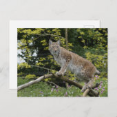 Rode lynx op een boomtak briefkaart (Voorkant / Achterkant)