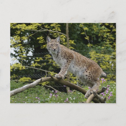 Rode lynx op een boomtak briefkaart (Voorkant)