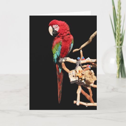 Rode Macaw Kaart voor elke gelegenheid (Voorkant)