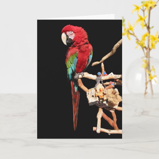 Rode Macaw Kaart voor elke gelegenheid (Gele Bloem)