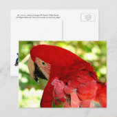 Rode Macaw Parrot Briefkaart (Voorkant / Achterkant)