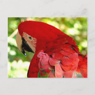 Rode Macaw Parrot Briefkaart