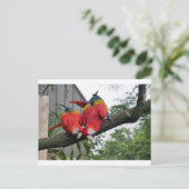 Rode Macaws 1.JPG Briefkaart (Staand voorkant)