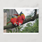 Rode Macaws 1.JPG Briefkaart (Voorkant)