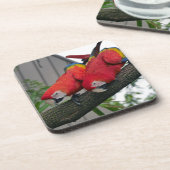 Rode Macaws 2.JPG Bier Onderzetter (Linkerzijde)