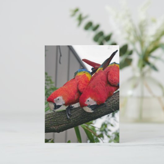 Rode Macaws 2.JPG Briefkaart (Staand voorkant)