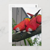 Rode Macaws 2.JPG Briefkaart (Voorkant / Achterkant)