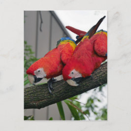 Rode Macaws 2.JPG Briefkaart