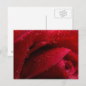 Rode macroRoos met waterdruppels Briefkaart (Voorkant / Achterkant)