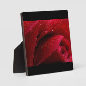 Rode macroRoos met waterdruppels Fotoplaat (Voorkant)