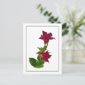 Rode Mandevilla Botanische schets Briefkaart (Staand voorkant)