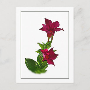 Rode Mandevilla Botanische schets Briefkaart
