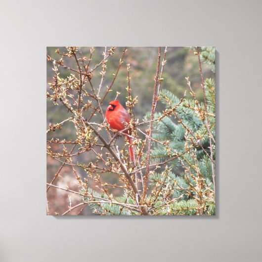 Rode mandinaal op het schilderij van de Handen Canvas Afdruk (Voorkant)