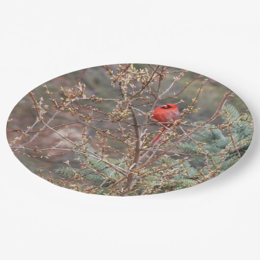 Rode Mannelijke Kardinaal op Forsythia Hedge Papieren Bordje (Gekanteld)