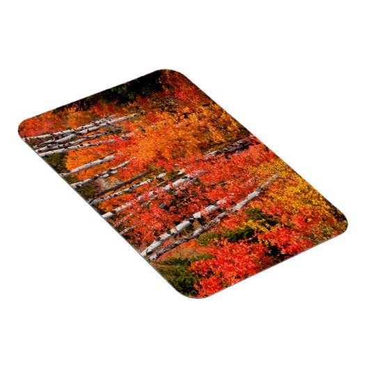 Rode mantel (Acer Rubra) en spenen Magneet (Rechterzijde)