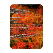 Rode mantel (Acer Rubra) en spenen Magneet (Verticaal)