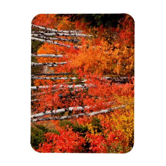 Rode mantel (Acer Rubra) en spenen Magneet (Verticaal)