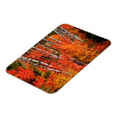 Rode mantel (Acer Rubra) en spenen Magneet (Linkerzijde)