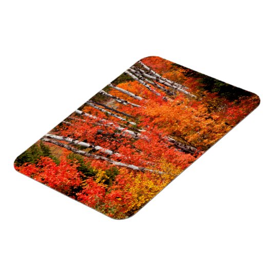 Rode mantel (Acer Rubra) en spenen Magneet (Linkerzijde)