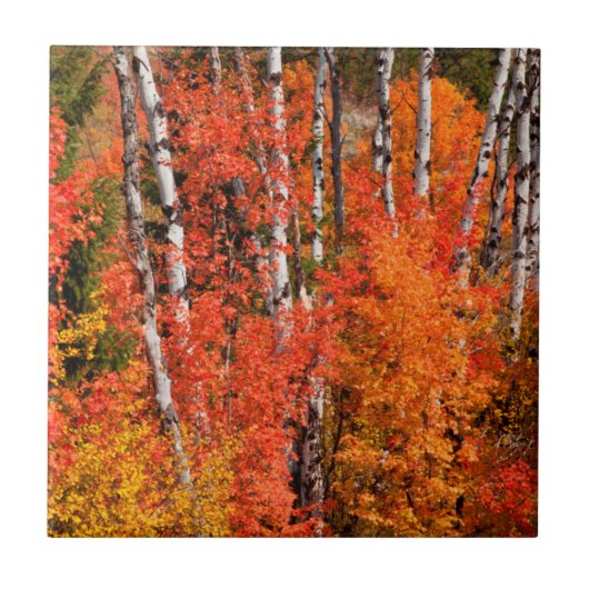 Rode mantel (Acer Rubra) en spenen Tegeltje (Voorkant)